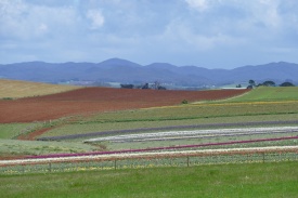 P1000372.jpg